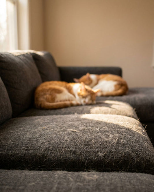 Cat hair covering a dark gray couch cushion